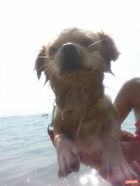 Tibetli Spaniel, Köpek  Achill fotoğrafı