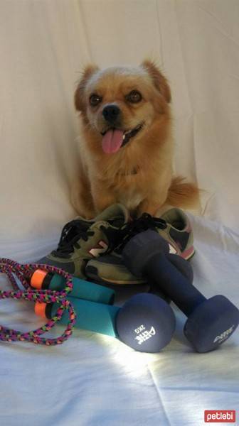 Tibetli Spaniel, Köpek  Achill fotoğrafı