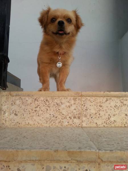 Tibetli Spaniel, Köpek  Achill fotoğrafı