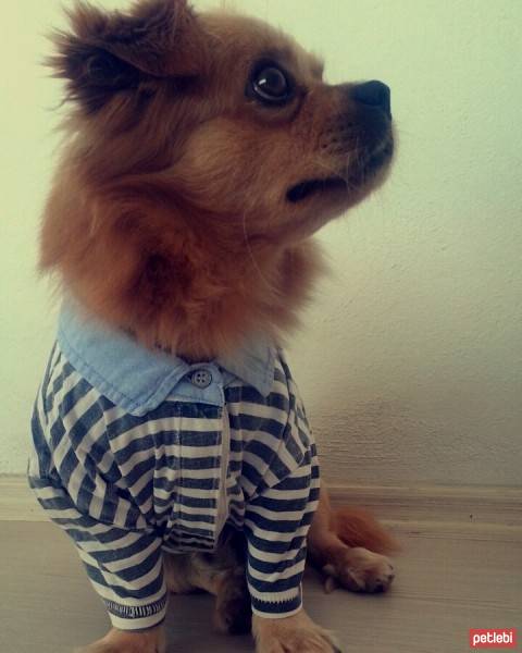 Tibetli Spaniel, Köpek  Achill fotoğrafı