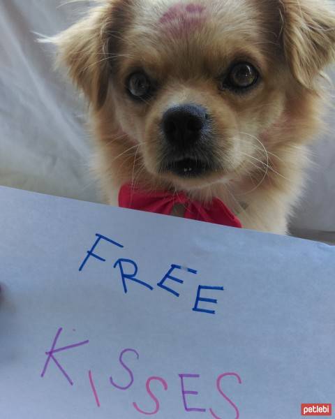 Tibetli Spaniel, Köpek  Achill fotoğrafı