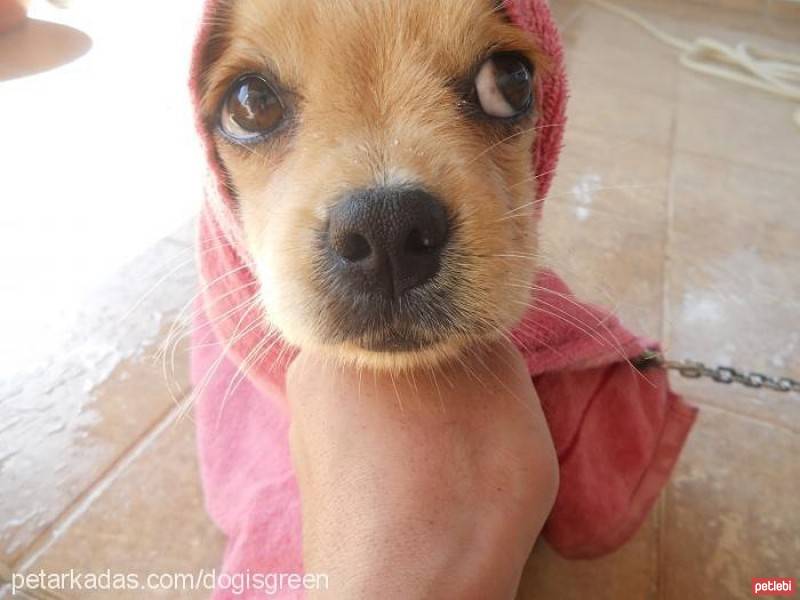 Tibetli Spaniel, Köpek  Achill fotoğrafı