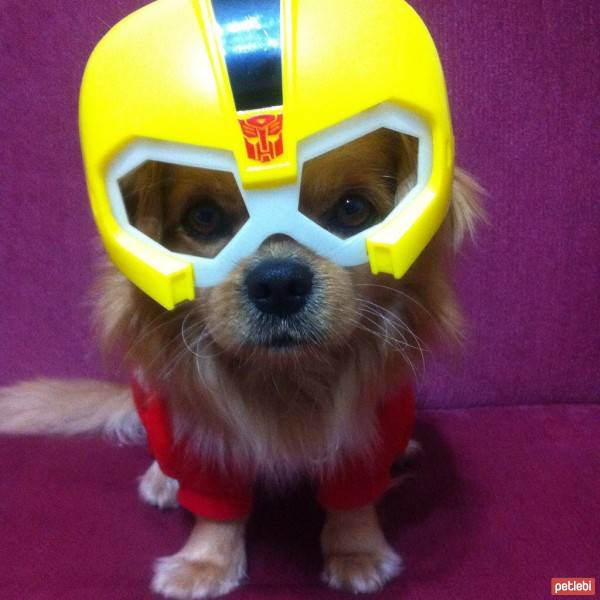 Tibetli Spaniel, Köpek  Achill fotoğrafı