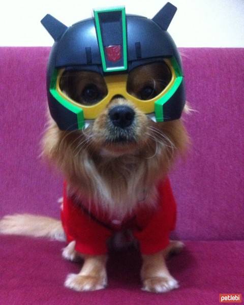 Tibetli Spaniel, Köpek  Achill fotoğrafı