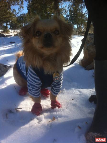 Tibetli Spaniel, Köpek  Achill fotoğrafı