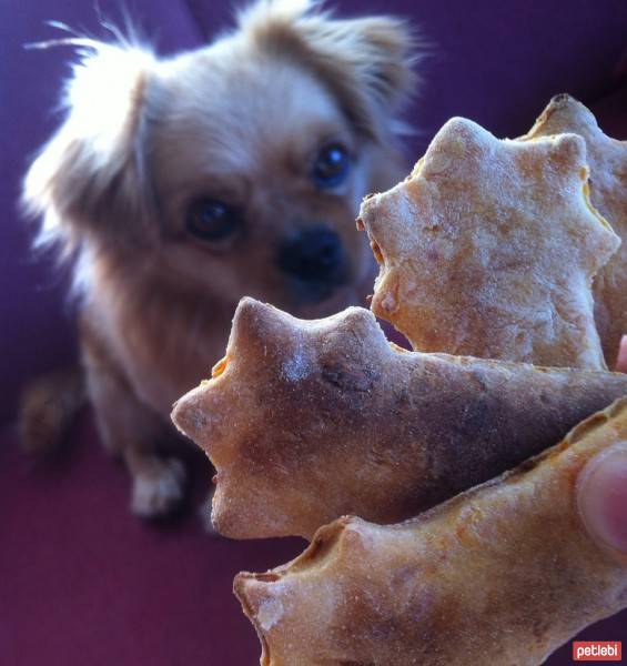 Tibetli Spaniel, Köpek  Achill fotoğrafı