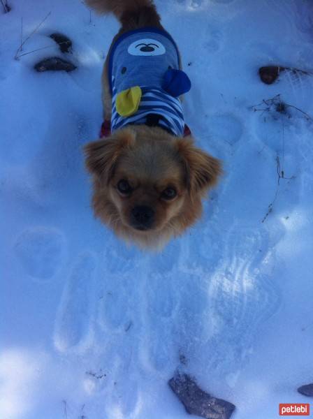 Tibetli Spaniel, Köpek  Achill fotoğrafı