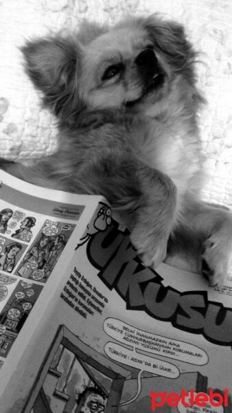 Tibetli Spaniel, Köpek  Achill fotoğrafı