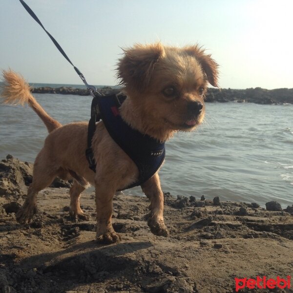 Tibetli Spaniel, Köpek  Achill fotoğrafı