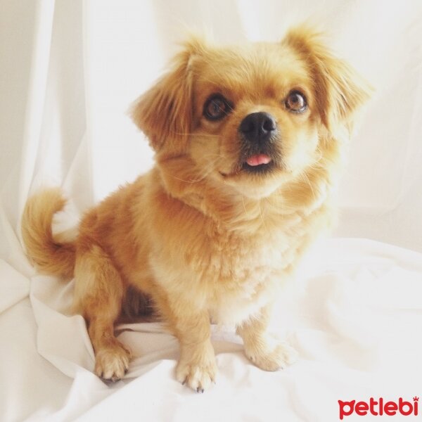 Tibetli Spaniel, Köpek  Achill fotoğrafı