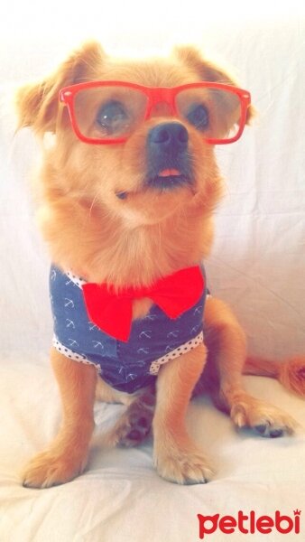 Tibetli Spaniel, Köpek  Achill fotoğrafı