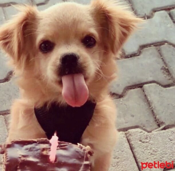 Tibetli Spaniel, Köpek  Achill fotoğrafı