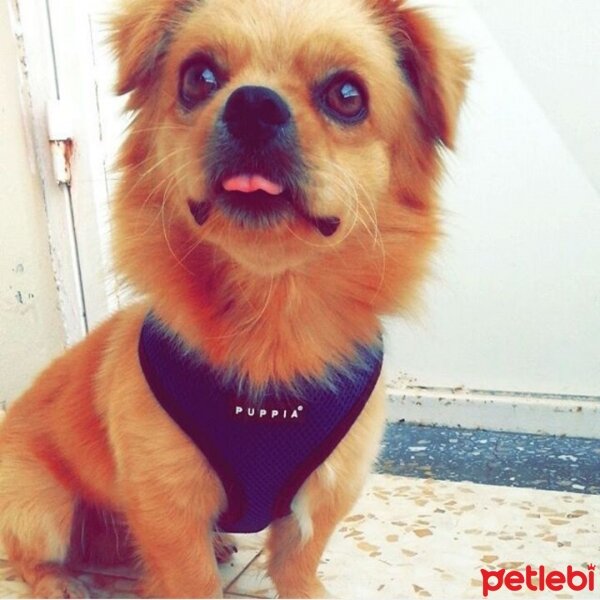 Tibetli Spaniel, Köpek  Achill fotoğrafı