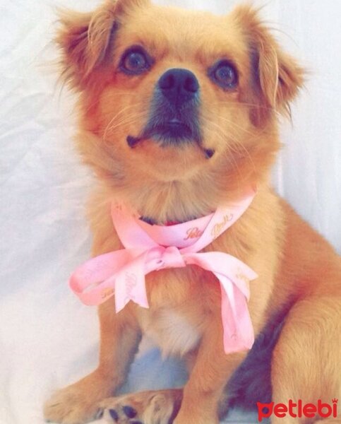 Tibetli Spaniel, Köpek  Achill fotoğrafı