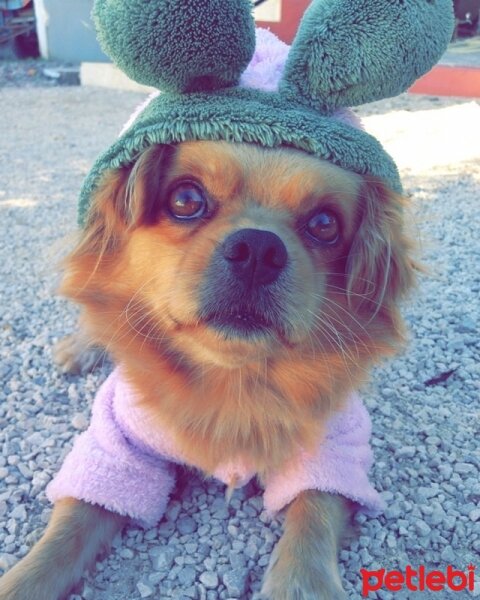 Tibetli Spaniel, Köpek  Achill fotoğrafı