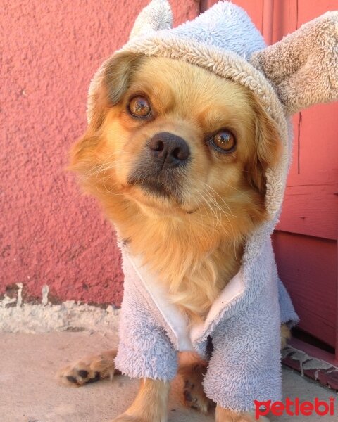 Tibetli Spaniel, Köpek  Achill fotoğrafı