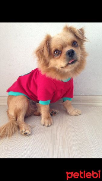 Tibetli Spaniel, Köpek  Achill fotoğrafı