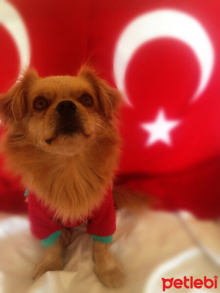 Tibetli Spaniel, Köpek  Achill fotoğrafı