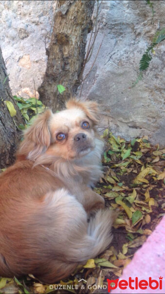 Tibetli Spaniel, Köpek  Achill fotoğrafı