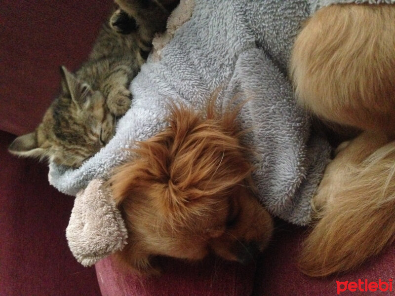 Tibetli Spaniel, Köpek  Achill fotoğrafı