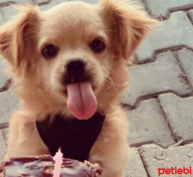 Tibetli Spaniel, Köpek  Achill fotoğrafı