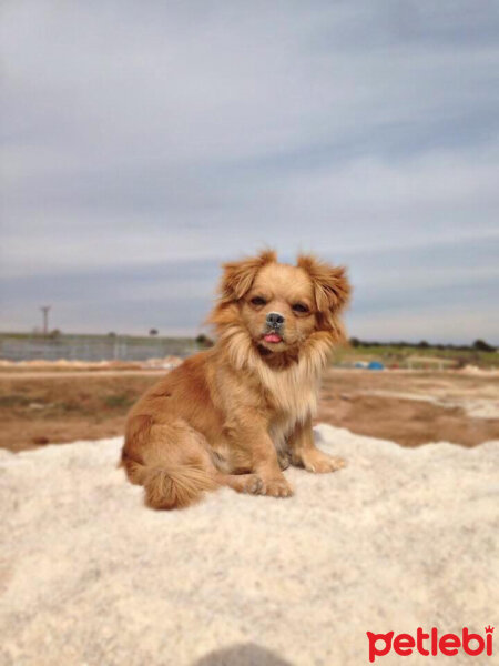 Tibetli Spaniel, Köpek  Achill fotoğrafı