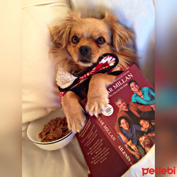 Tibetli Spaniel, Köpek  Achill fotoğrafı