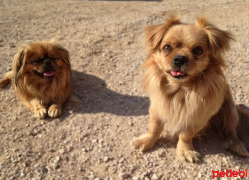 Tibetli Spaniel, Köpek  Achill fotoğrafı