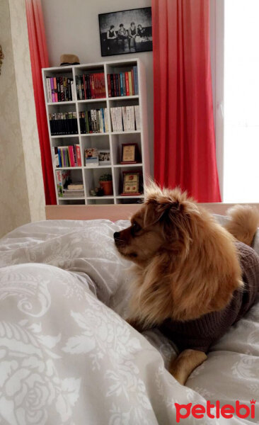 Tibetli Spaniel, Köpek  Achill fotoğrafı