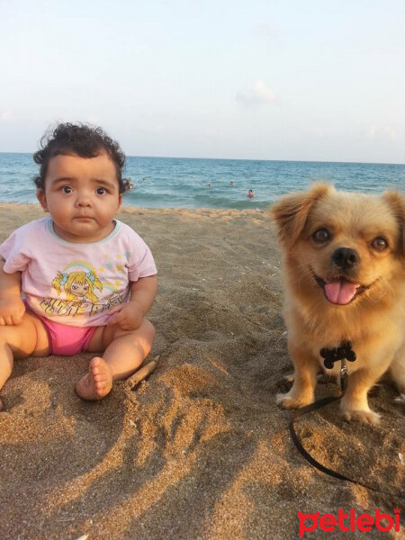 Tibetli Spaniel, Köpek  Achill fotoğrafı