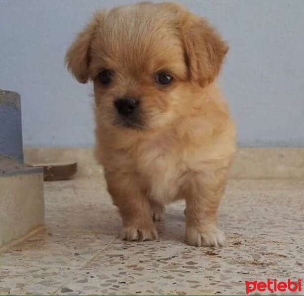 Tibetli Spaniel, Köpek  Achill fotoğrafı