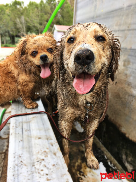 Tibetli Spaniel, Köpek  Achill fotoğrafı