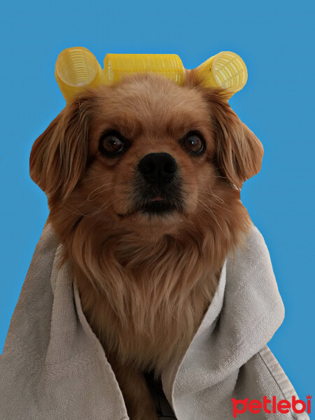 Tibetli Spaniel, Köpek  Achill fotoğrafı