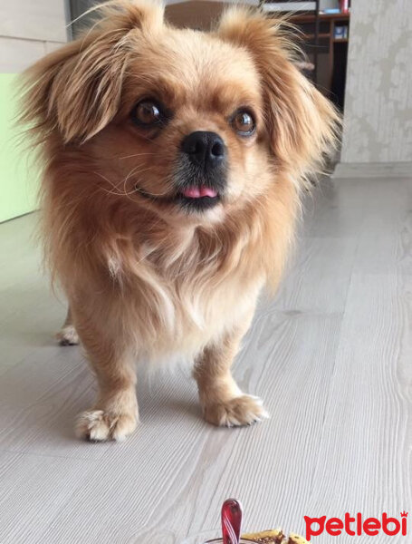 Tibetli Spaniel, Köpek  Achill fotoğrafı