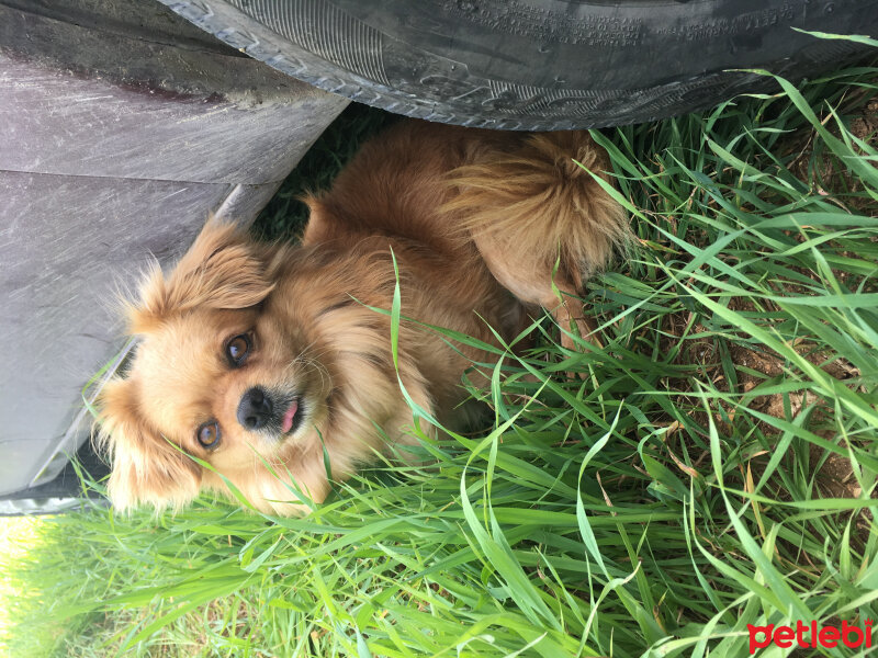 Tibetli Spaniel, Köpek  Achill fotoğrafı