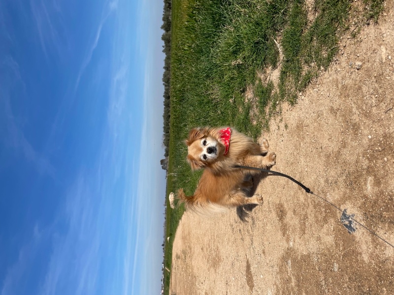 Tibetli Spaniel, Köpek  Achill fotoğrafı