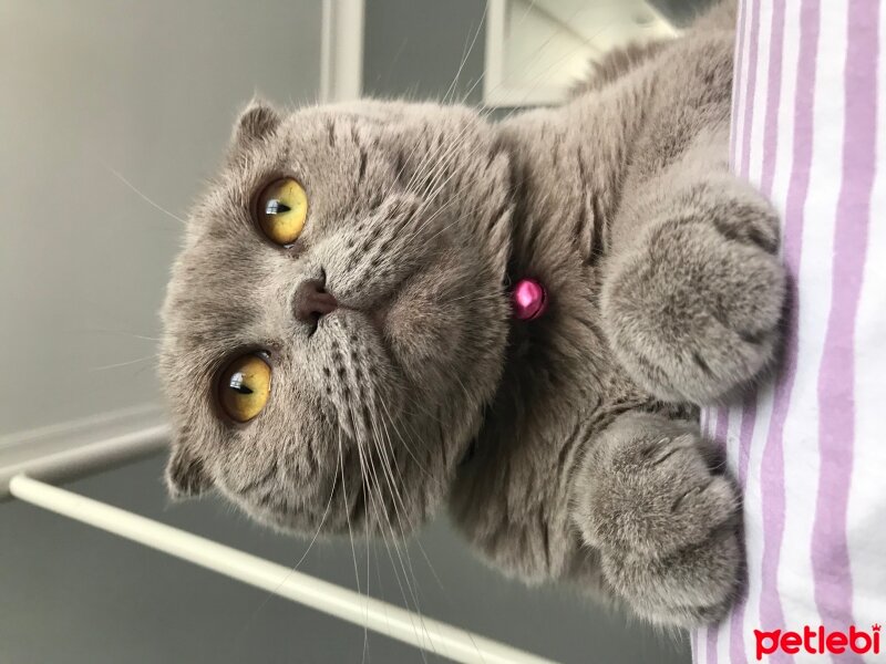 Scottish Fold, Kedi  Minika fotoğrafı