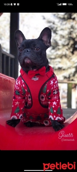 Fransız Bulldog, Köpek  Guess fotoğrafı