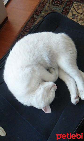 Ankara Kedisi, Kedi  Işık fotoğrafı