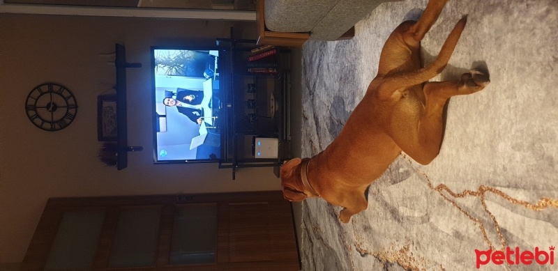 Amerikan Pitbull Terrier, Köpek  Ateş fotoğrafı