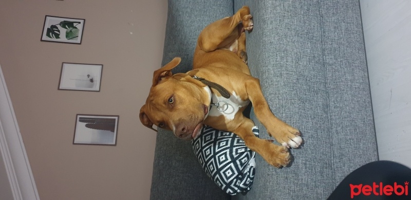 Amerikan Pitbull Terrier, Köpek  Ateş fotoğrafı