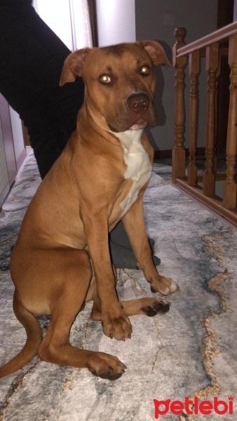 Amerikan Pitbull Terrier, Köpek  Ateş fotoğrafı