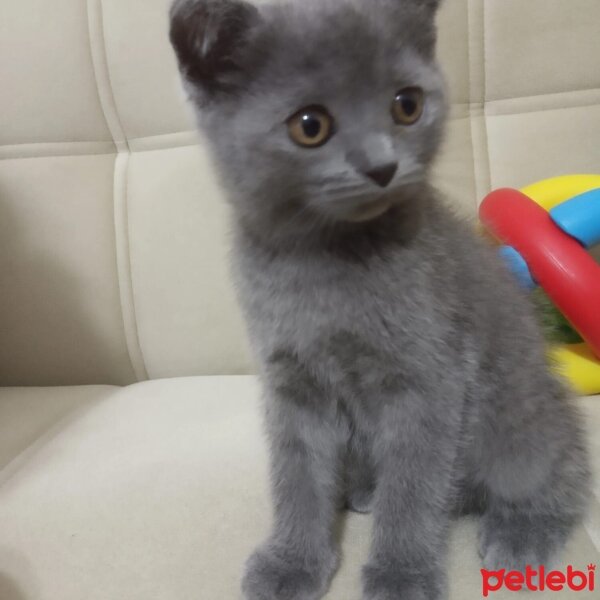 Scottish Fold, Kedi  Maya fotoğrafı