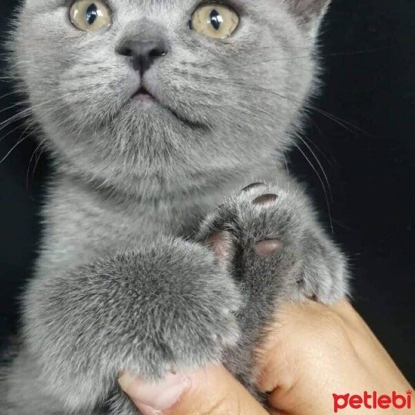 Scottish Fold, Kedi  Beta fotoğrafı