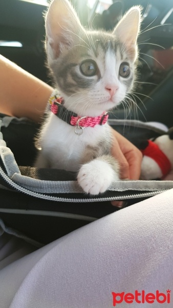 Tekir Kedi, Kedi  Gölge fotoğrafı