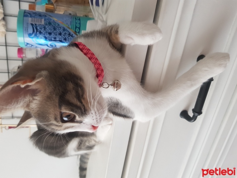 Tekir Kedi, Kedi  Gölge fotoğrafı