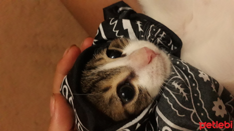 Tekir Kedi, Kedi  Fıstık fotoğrafı