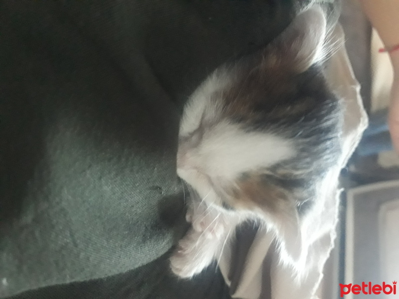 Tekir Kedi, Kedi  Fıstık fotoğrafı