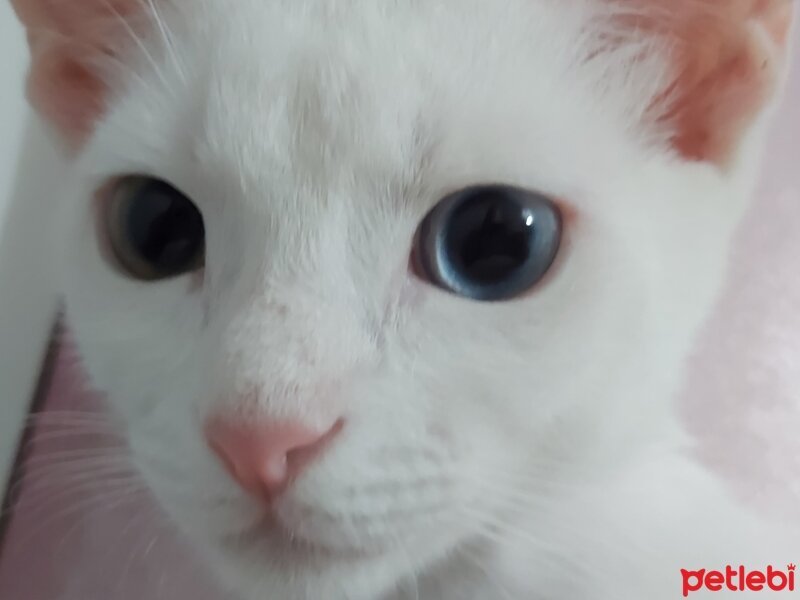 Van Kedisi, Kedi  Luna fotoğrafı