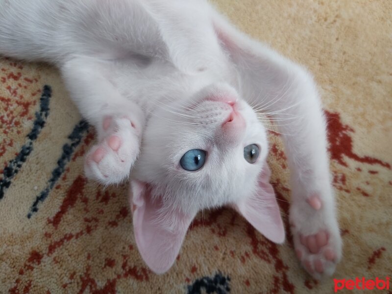 Van Kedisi, Kedi  Luna fotoğrafı